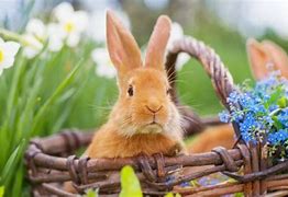 Image result for Rabbit and Flowers Spring