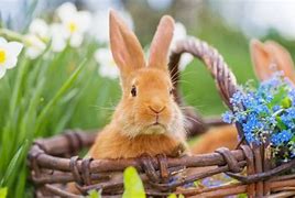 Image result for Images of Bunnies in Spring
