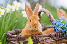 Image result for Rabbit Emerging into Spring