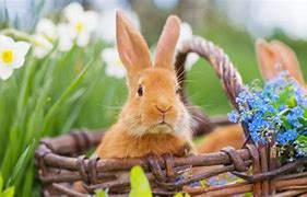 Image result for Springtime Bunnies