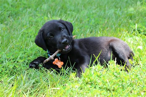 Labrador Retriever Puppies: What You Need to Know About Lab Puppies