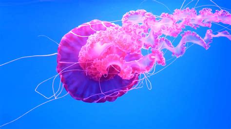 Species Of Jellyfish