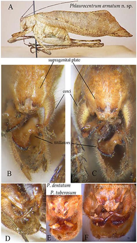 Insects | Special Issue : Revival of a Prominent Taxonomy of Insects