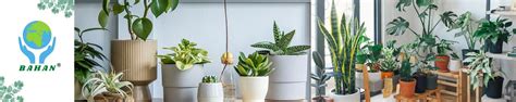 Amazon.in: Bahan: ORCHID PLANTS