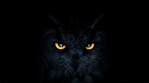 Owls Wallpaper Desktop