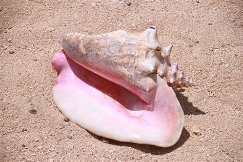 Image result for Conch Shell Animal