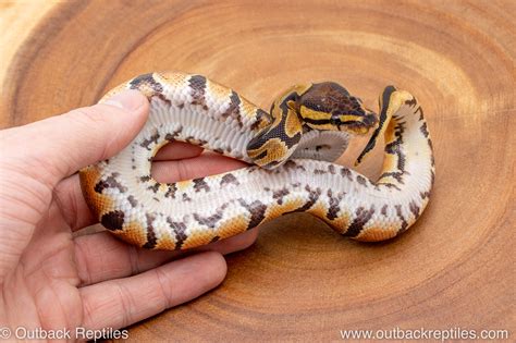 Image result for Za Reptiles Ball Python