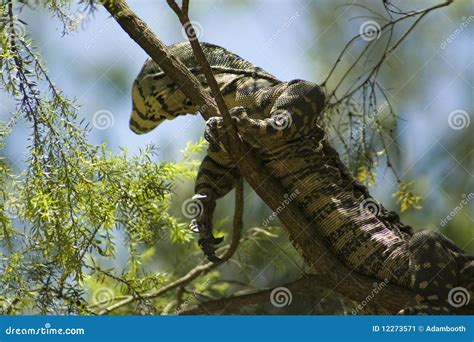 Monitor Lizard 的图像结果