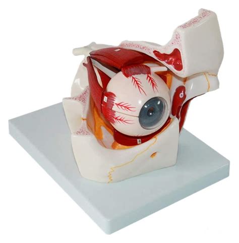 Buy organ model Human Eyeball Model Eye Model Sensory Organ Model ...