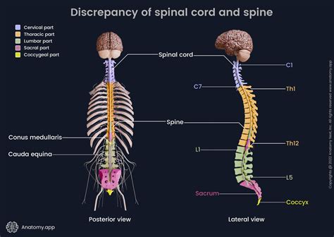 Spinal cord | Anatomy.app