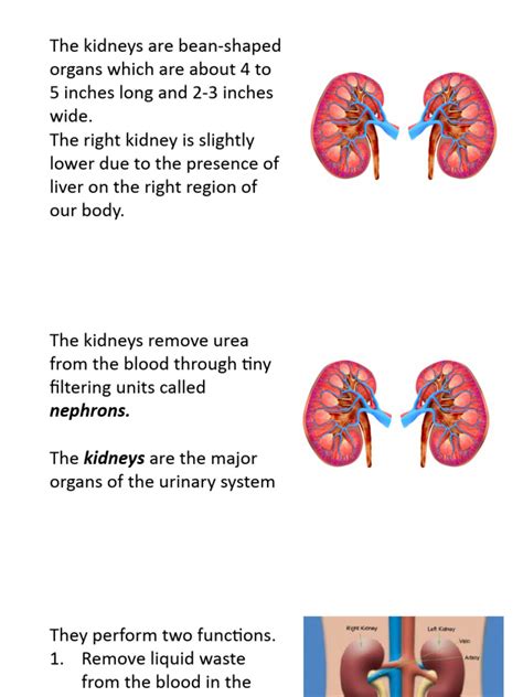 Kidney Function 的图像结果