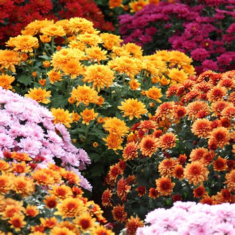 Malaysian Mums Flower | Best Flower Site
