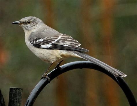 Long Tailed Mockingbird – AZ Birds