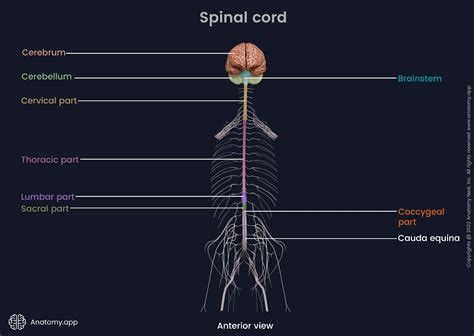 The Dorsal Horn Of The Spinal Cord Includes Laminae - Infoupdate.org