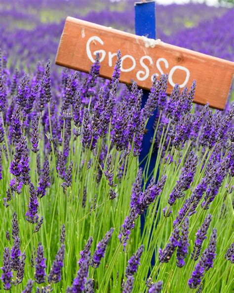 Types of Lavender for Home Gardens - Flower Magazine