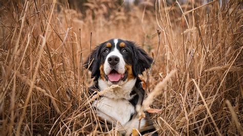 Download wallpaper 1920x1080 bernese mountain dog, dog, grass, spotted ...