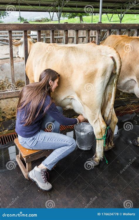 Milking a cow stock photo. Image of domesticated, action - 176624778