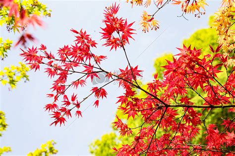 秋天的枫树高清摄影大图-千库网