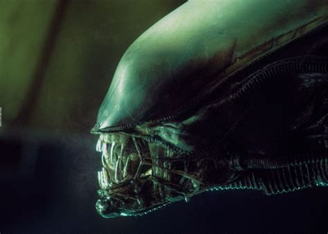 Image result for Alien Xenomorph Teeth