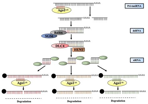 Tweaking the Small Non-Coding RNAs to Improve Desirable Traits in Plant