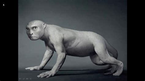 Humans Evolution Line since Fish 的图像结果