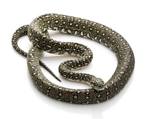 Image result for Pure Diamond Python