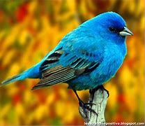Image result for Pajaro