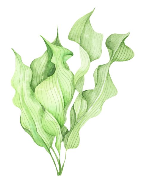 Seaweeds. Underwater ocean plants, sea coral elements. Watercolor ...