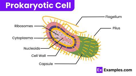 Prokaryotic Cell Structure 的图像结果