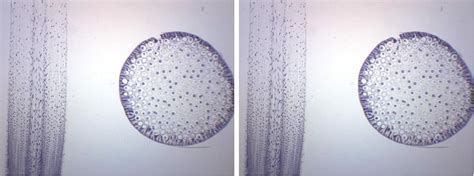 EISCO Ascaris & Onion Mitosis, Prepared Microscope India | Ubuy