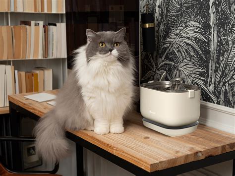 Fontaine à eau sans fil pour chat - French Bandit