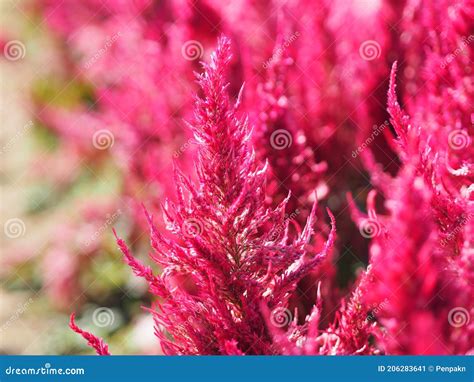 stock image. Image of field, color, flower, blooming - 206283641