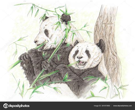 Pandas Eating Bamboo Drawing