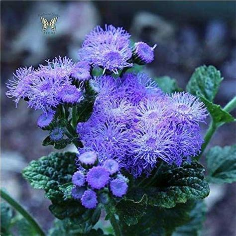 Ageratum Balls Mix Seeds – Vibrant Winter Blooms for Beds & Pots ...