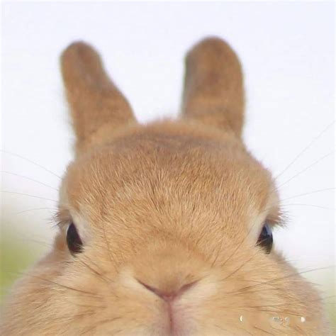 【科普微故事】兔子的眼睛为啥是红的？