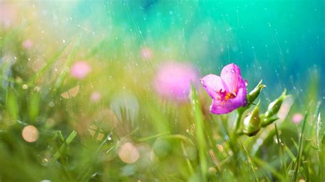 Spring Rain Desktop 的图像结果