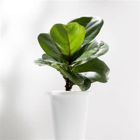 Buy Dwarf Fiddle Leaf Fig Plant Sapling (1pc) - Rs.79/- sale online ...