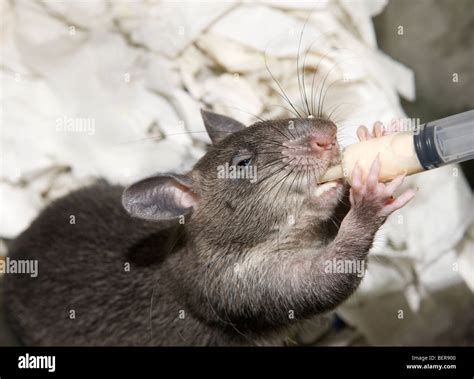 Gambian Pouched Rat Cricetomys gambianus Stock Photo - Alamy