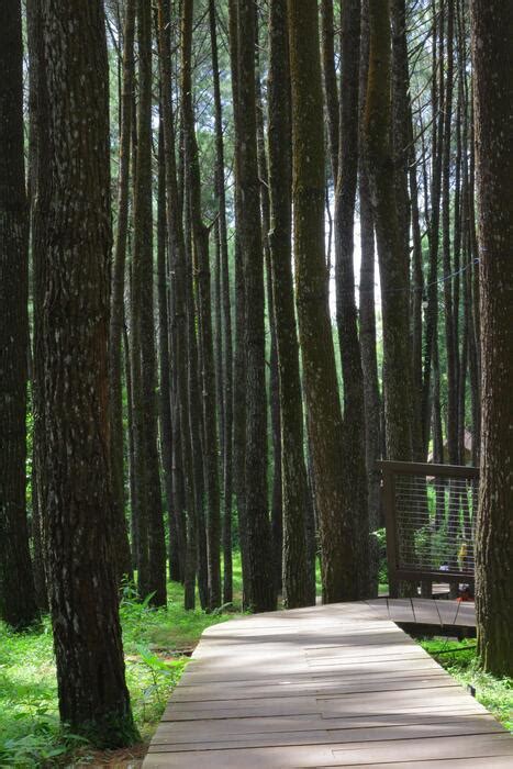 Image result for Java Tree Maze