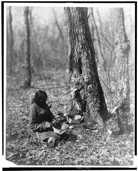 Native American Tribes Making Maple Syrup