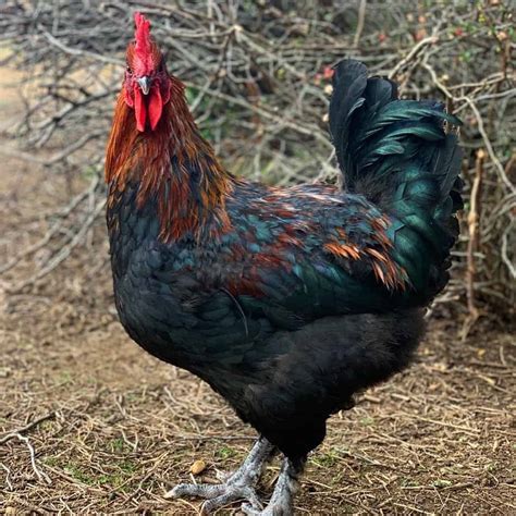 French Black Copper Maran Rooster