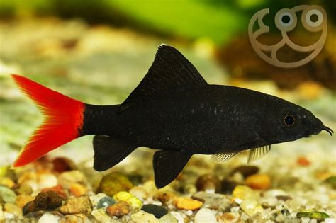 Red Tail Shark Full Size