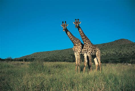Giraffe | Facts, Information, Habitat, Species, & Lifespan | Britannica