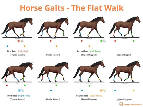 Flat Shod Tennessee Walking Horses