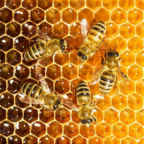 Bees work on honeycomb — Stock Photo © smaglov #13153401