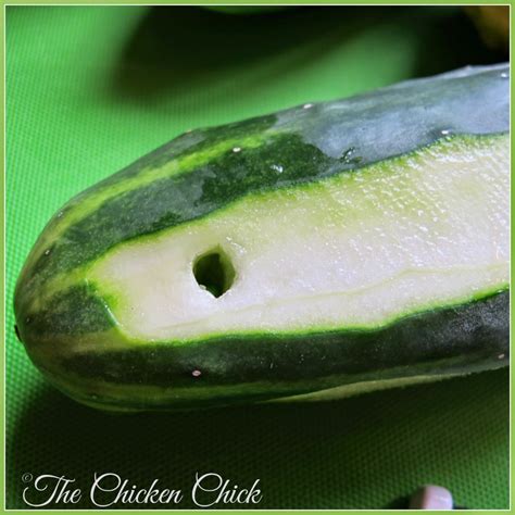 Image result for Chick Using Cucumber