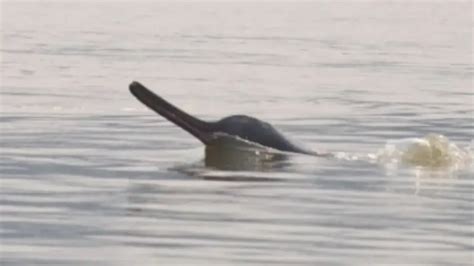 UP govt elevates Ganges dolphin status to boost conservation efforts