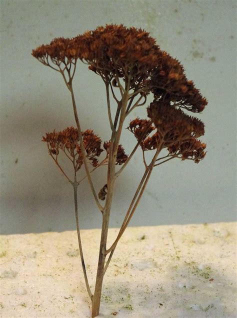 Tutorial On Making Fake Trees for Train 的图像结果