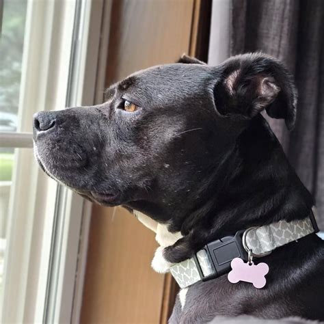 Meet & Greet An Adoptable Dog!, bad dog frida, Madison, 13 July 2024 ...