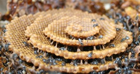 Image result for Tim Heard Native Bees